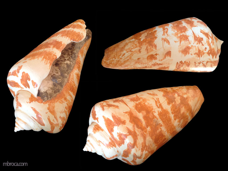 un coquillage coniquevu sous trois positions.