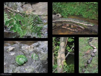 Projet pédagogique. Quatre photographies d'oeuvres avec des feuilles, de l'eau, des cailloux, de la terre, des bouts de bois.
