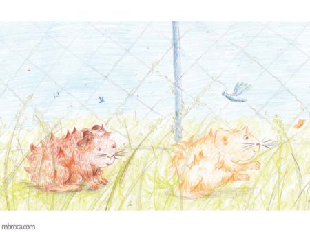 Publications, rouzig. Deux cobayes courent dans l'herbe dans une cage.
