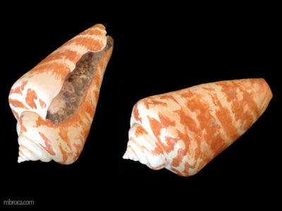 Céramique d'un coquillage conique vu sous deux positions.