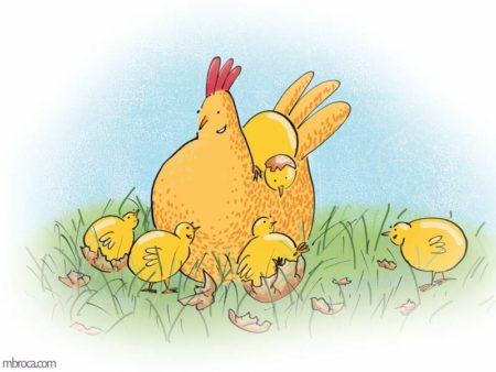 une poule et des poussins
